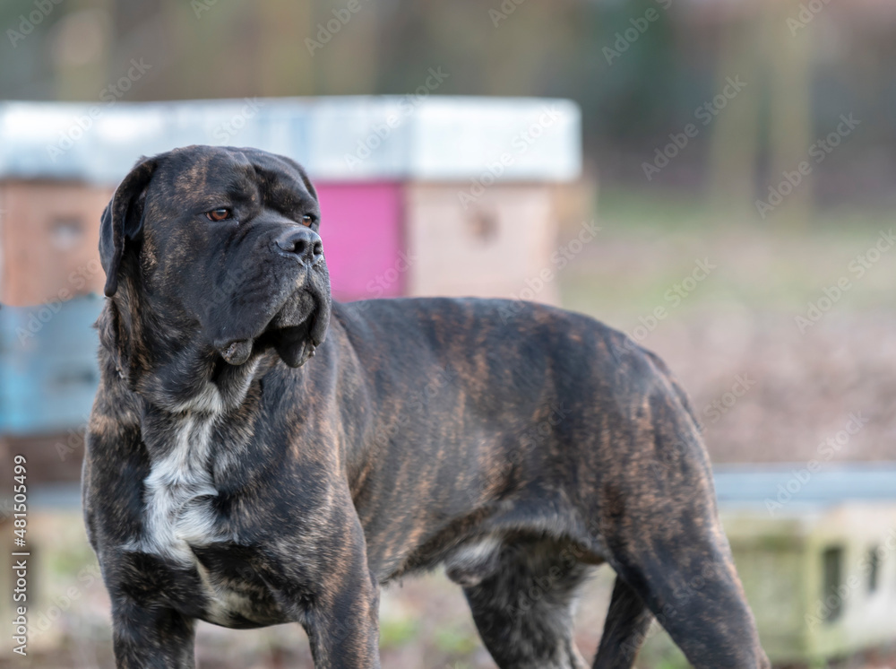 Molosso Corso dog, an ancient Italian breed.

