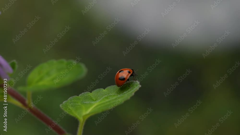 Slow motion of the moment when a ladybug flies.
4K 120fps edited to 30fps. Slow motion of the moment when a ladybug flies.
4K 120fps edited to 30fps.