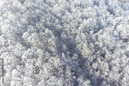 deciduous forest in winter from aerial view