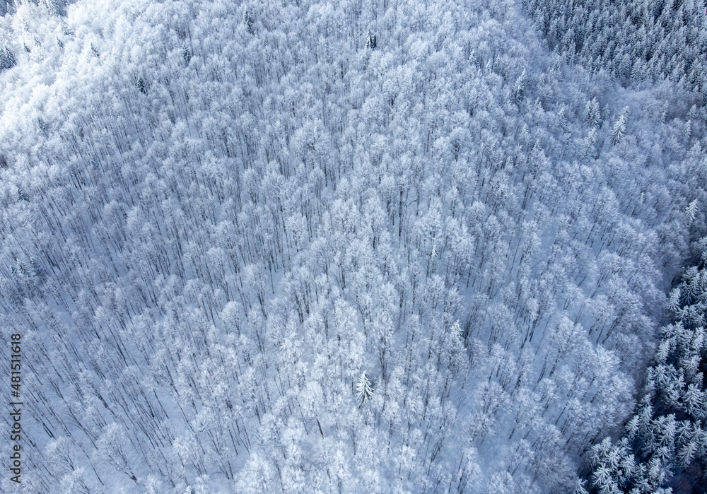 top view with a deciduous forest in winter