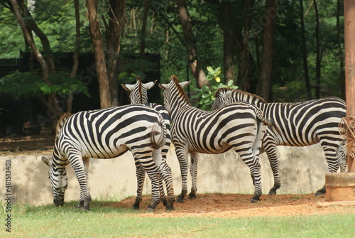 A herd of zebras in a wide field