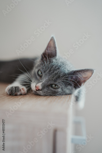 Fototapeta Naklejka Na Ścianę i Meble -  cat resting