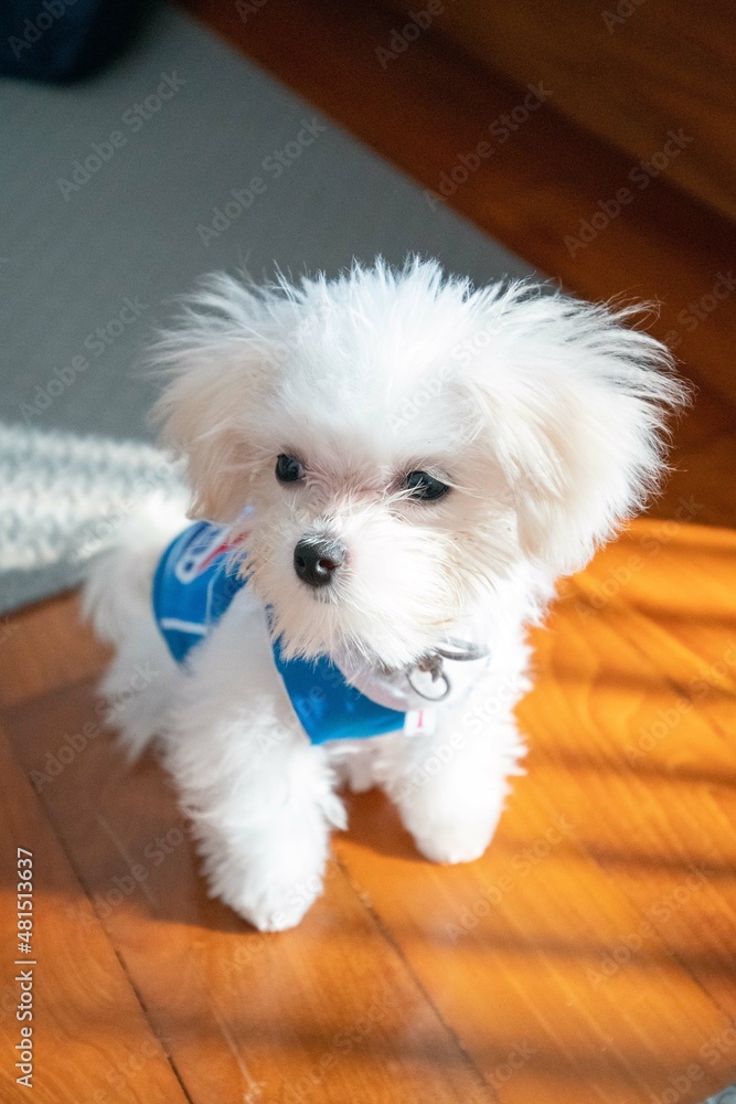 My naughty puppy wearing a sassy outfit.