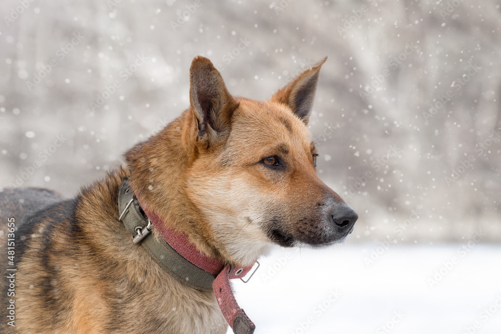 Naklejka premium Head of a mestizo German Shepherd in profile.