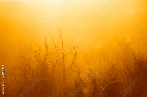 Scenery of the grasslands during the sunset