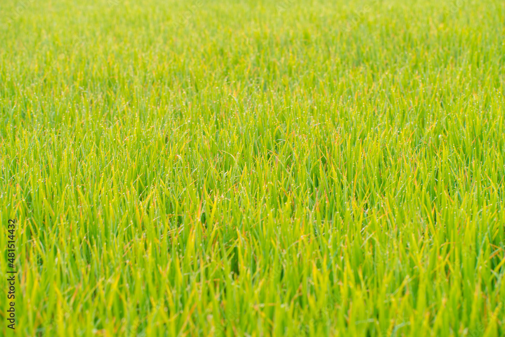 Dew drop on green grass field in morning