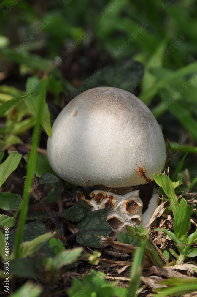 A naturally occurring white mushroom A naturally occurring white mushroom