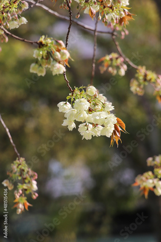 白峯神宮の鬱金桜