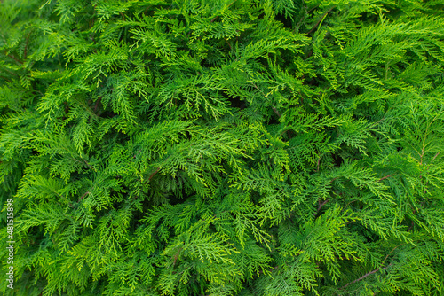 genus of coniferous shrubs of the Cypress family
