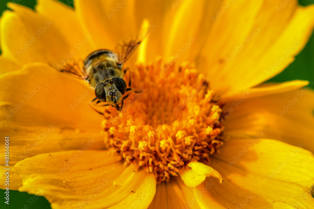 Insects inhabiting wild plants Insects inhabiting wild plants