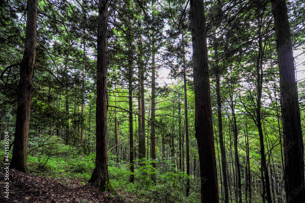 Forest in Mist of Lushan Mountain in China Forest in Mist of Lushan Mountain in China
