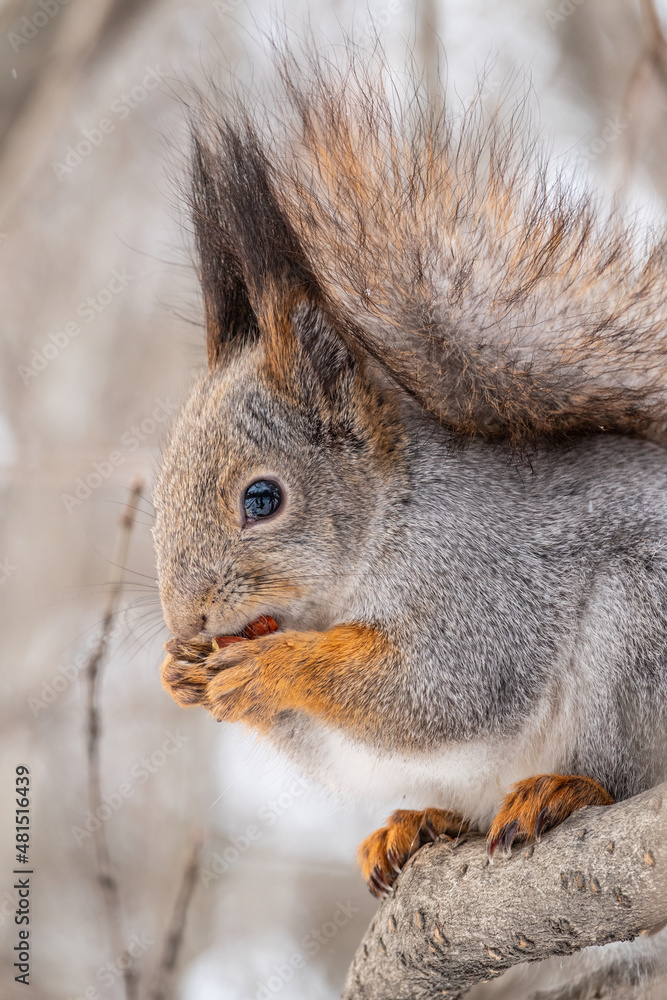The squirrel with nut sits on tree in the winter or late autumn. Portrait of the squirrel close-up The squirrel with nut sits on tree in the winter or late autumn. Portrait of the squirrel close-up