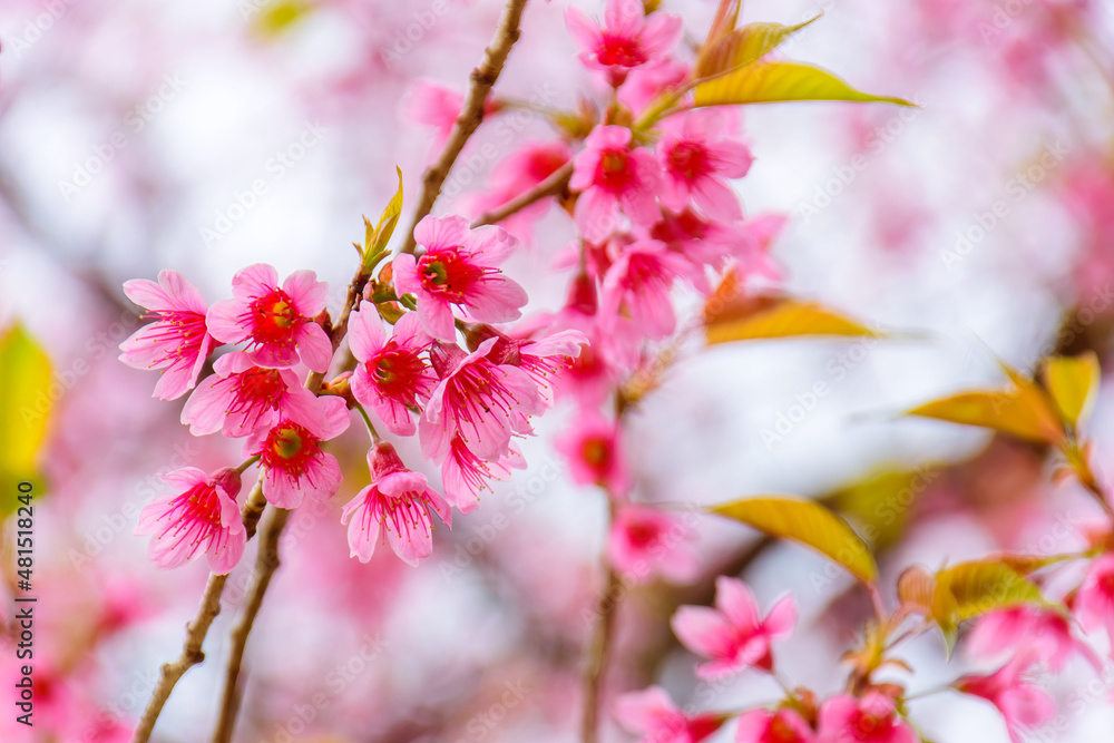 Blossom of Wild Himalayan Cherry flower in Thailand Blossom of Wild Himalayan Cherry flower in Thailand