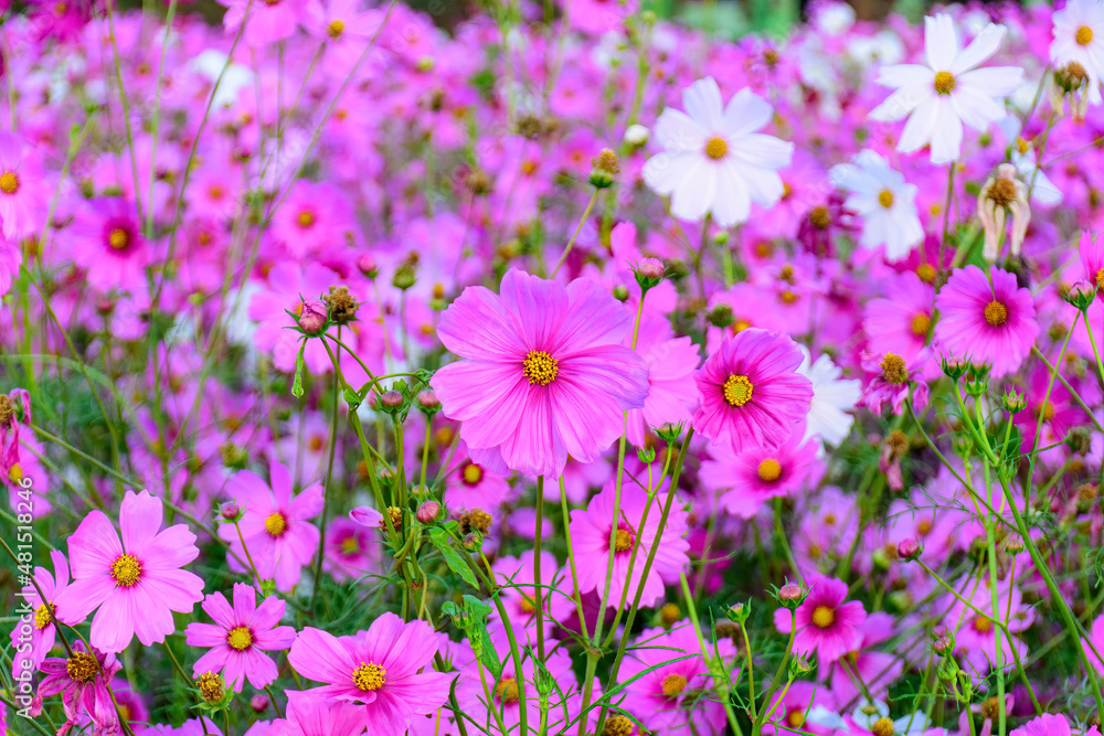 Cosmos flowers with the soft natural background Cosmos flowers with the soft natural background