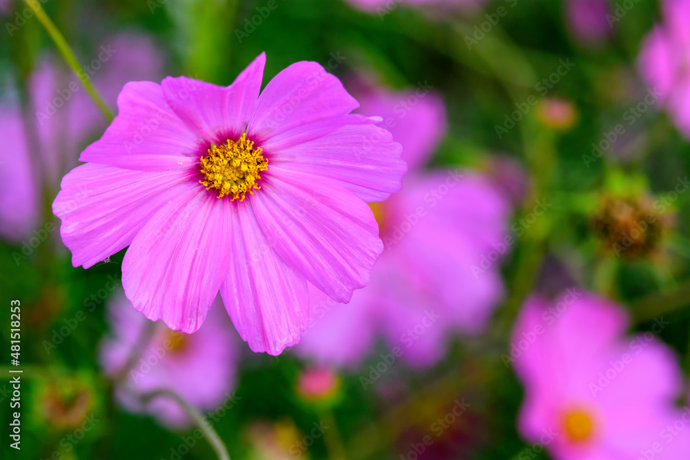 Cosmos flowers with the soft natural background Cosmos flowers with the soft natural background