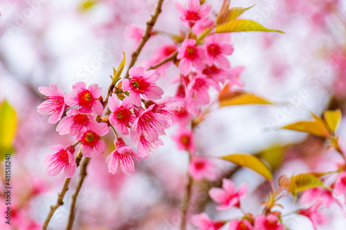 Blossom of Wild Himalayan Cherry flower in Thailand © nuwatphoto