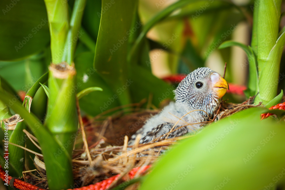 Obraz premium Young Indian girl feeding pet bird budgie chick or baby love bird with her hand. kid taming, playing with small birdie, giving food green leafy vegetable for eating.