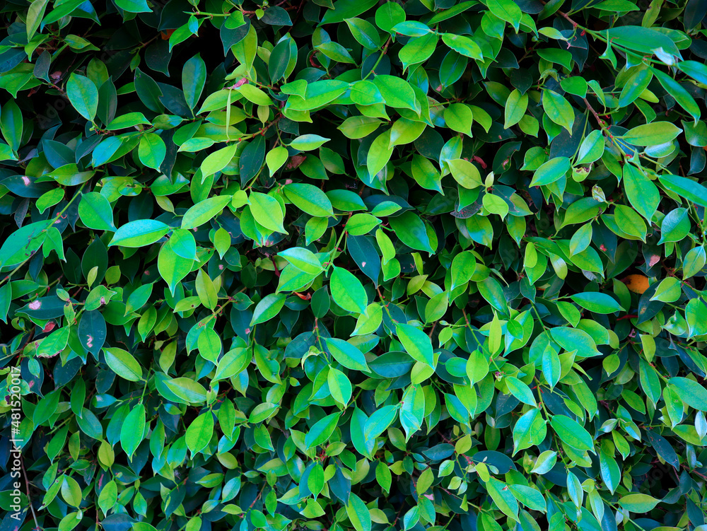 green leaves background green leaves background