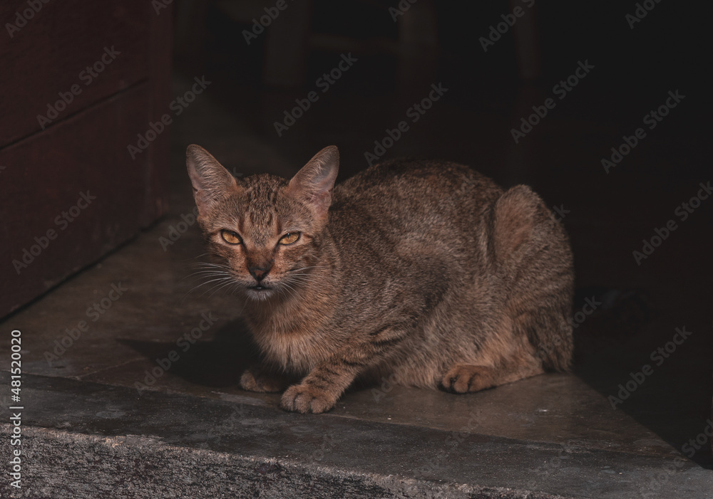 Obraz premium Stray Cat