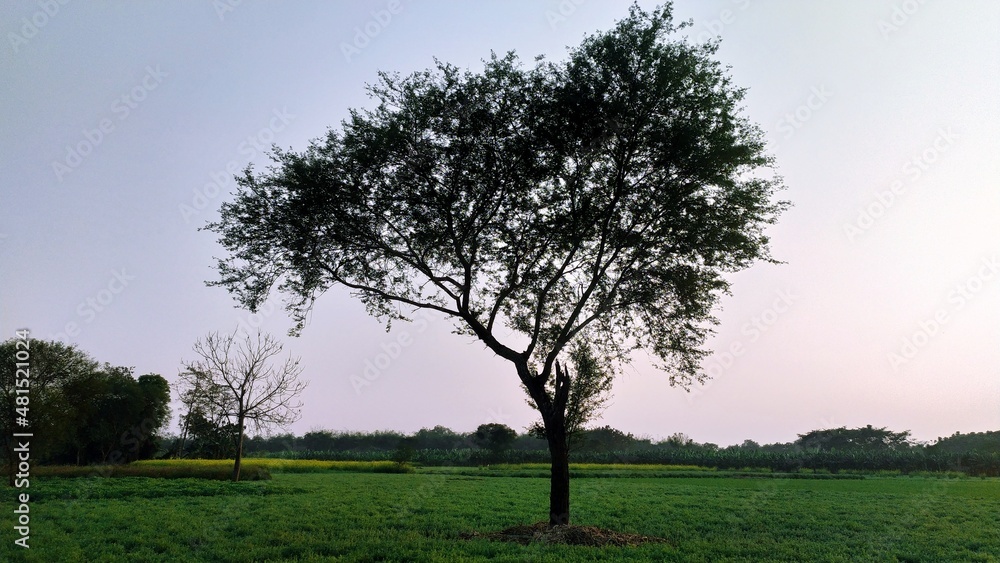 Obraz premium tree in the field