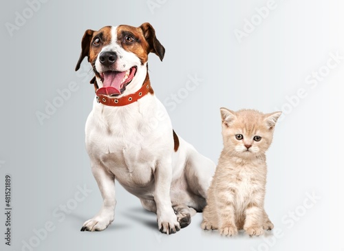Adorable little kitten and puppy posing on the background