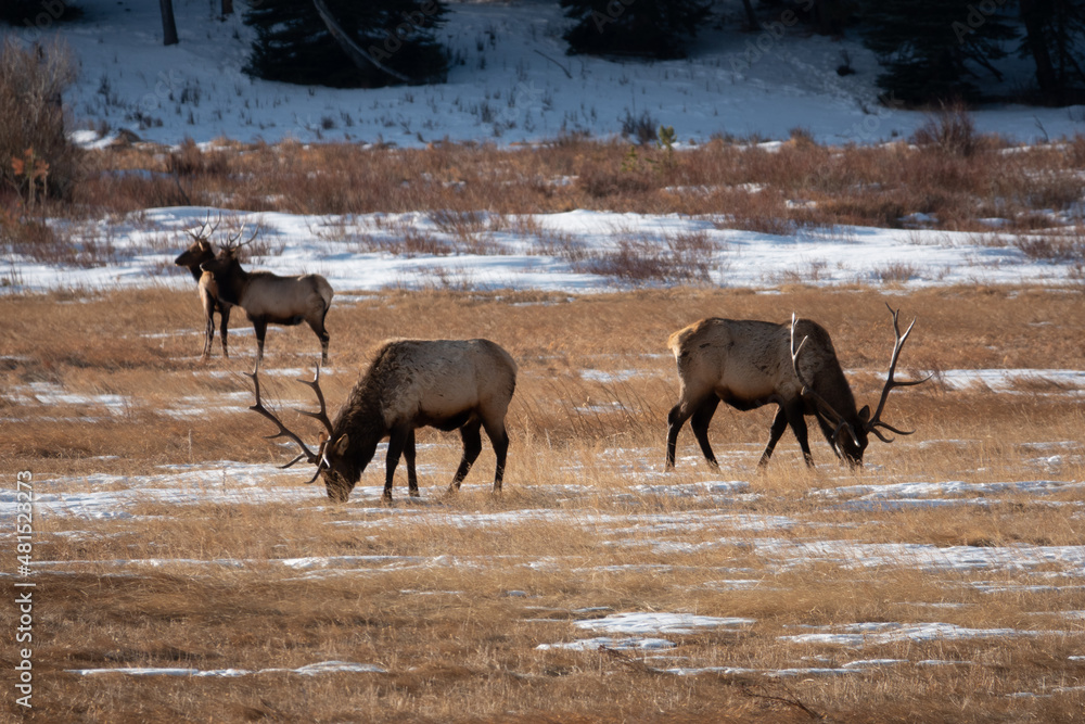 Elk in Rocky Mountain National Park 2 Elk in Rocky Mountain National Park 2