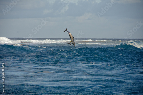 rangiroa - dauphin sautant dans la passe de tiputa