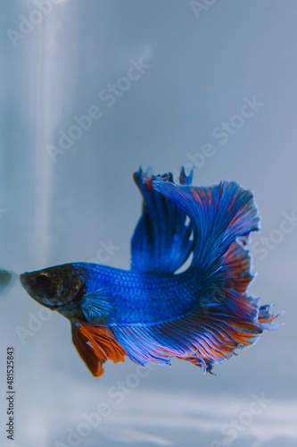 Wallpaper Mural beautiful ornamental betta fish,
with blur background Torontodigital.ca
