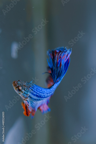 beautiful ornamental betta fish, with blur background