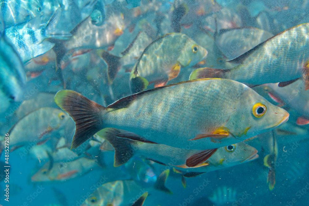 banc de poisson dans le lagon de rangiroa, tuamotu, polynésie francaise banc de poisson dans le lagon de rangiroa, tuamotu, polynésie francaise