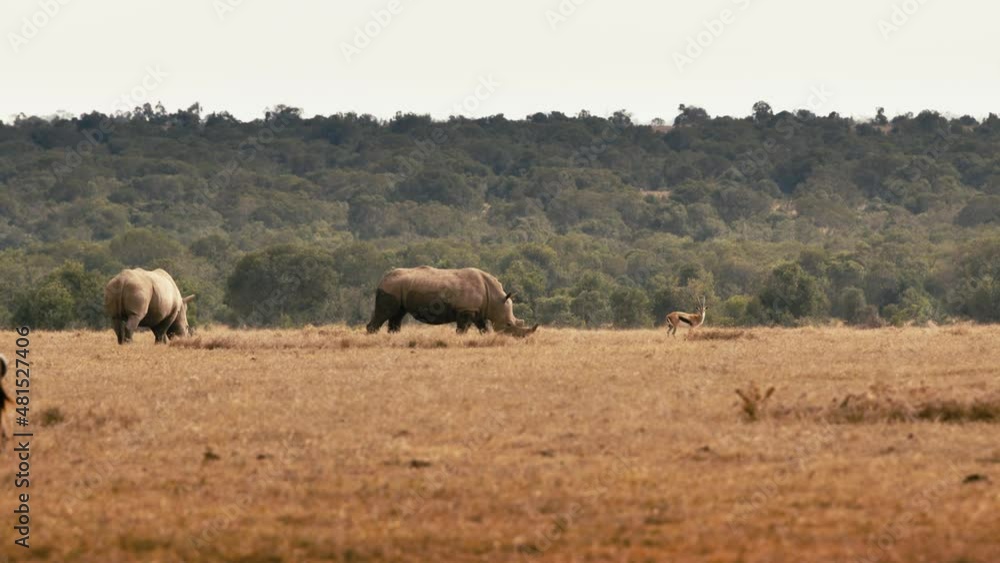 Wide shot of two rhinoceros walking across the savannah in Kenya, Africa. Wide shot of two rhinoceros walking across the savannah in Kenya, Africa.