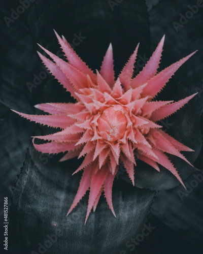 Pink /dark
