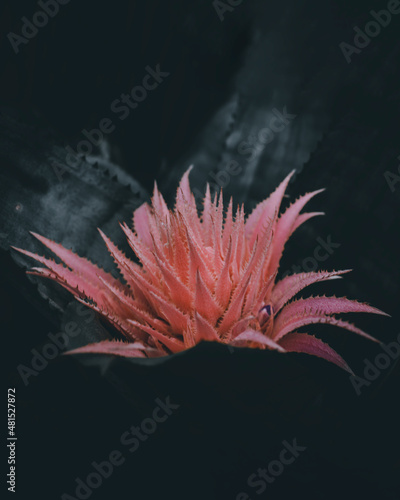 Pink /dark