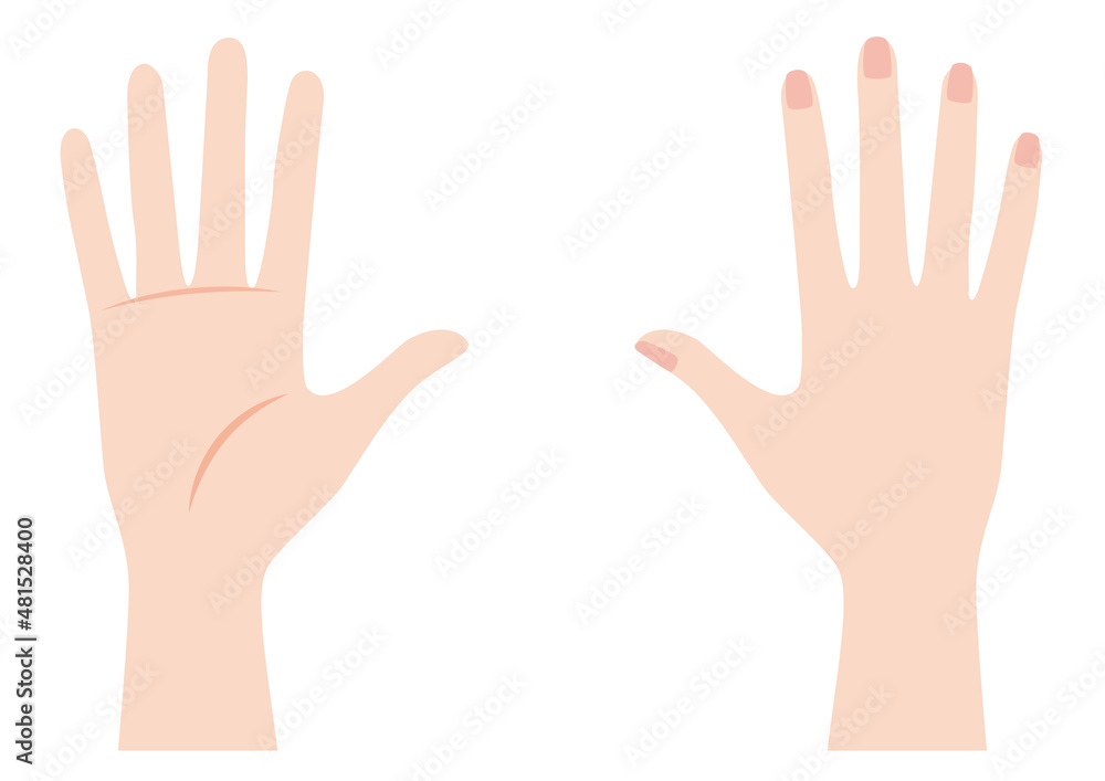 女性の右の手のひらと手の甲 女性の右の手のひらと手の甲
