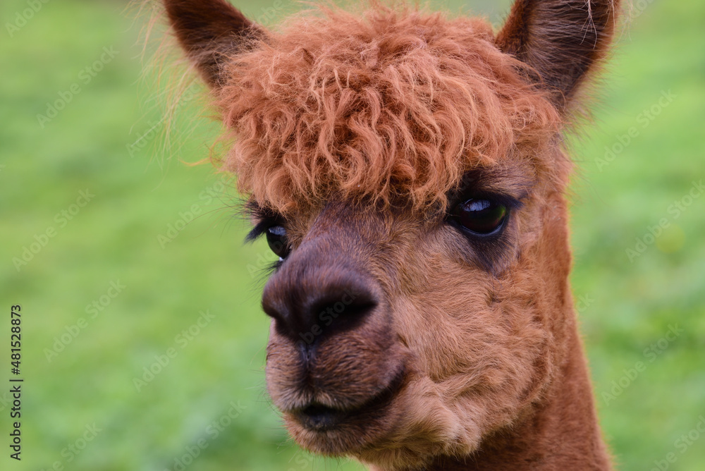 Close-up of the head of a young alpaca with the focus on the big black round eyes, against a green background in nature