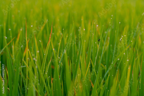 Dew drop on green grass field in morning