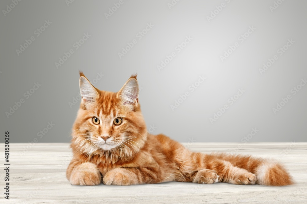 Funny kitten with beautiful bi eyes. Lovely fluffy cat licking lips. Funny kitten with beautiful bi eyes. Lovely fluffy cat licking lips.