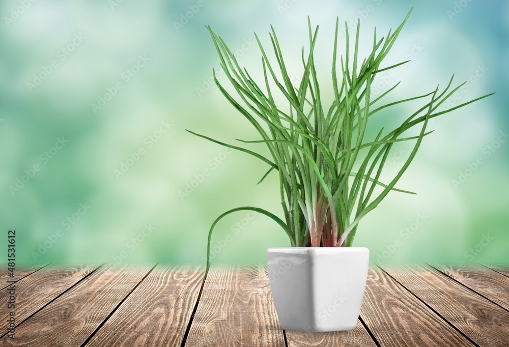 defocused abstract background of green house plant defocused abstract background of green house plant