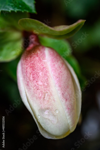Macro shot of raindrops on the pink and white flower bud of a Hellebore plant blooming in a winter garden

