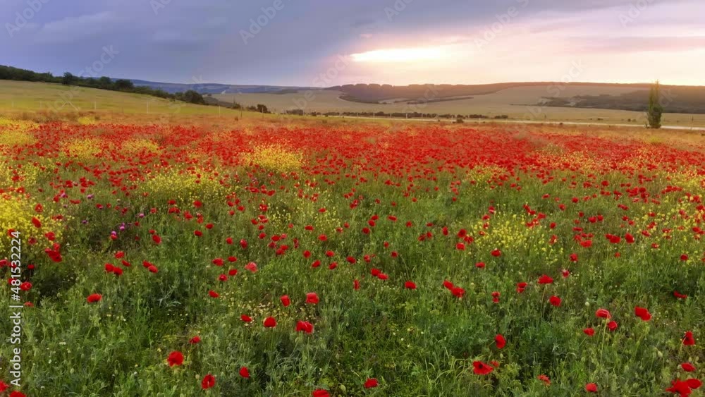 Spring meadow of poppies flower in mountain during the sunset. Spring meadow of poppies flower in mountain during the sunset.