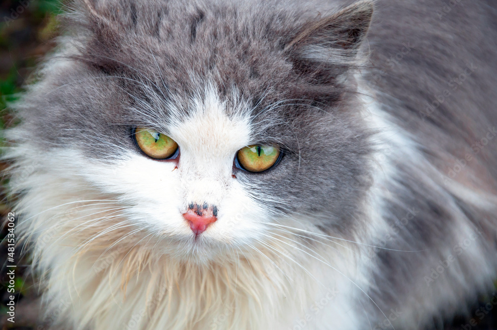 white-gray cat with bright expressive eyes and crusts on the nose. The concept of veterinary medicine, animal diseases.