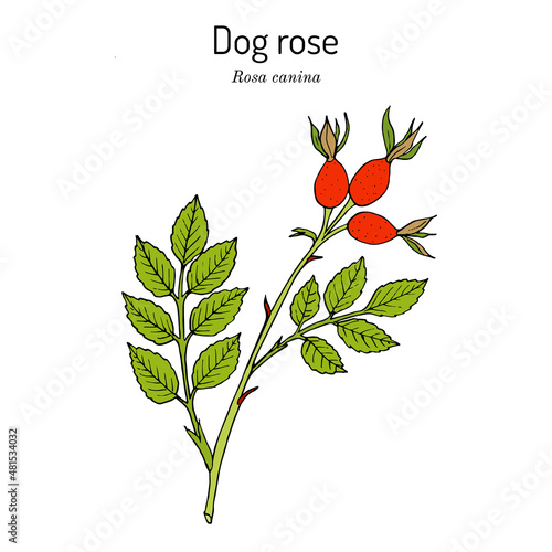 Dog rose Rosa canina , medicinal plant photo