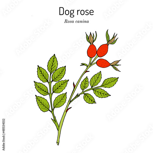 Dog rose Rosa canina , medicinal plant