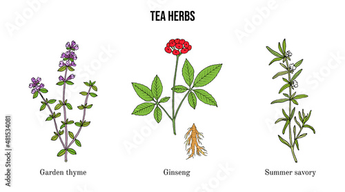 Set of different tea plants