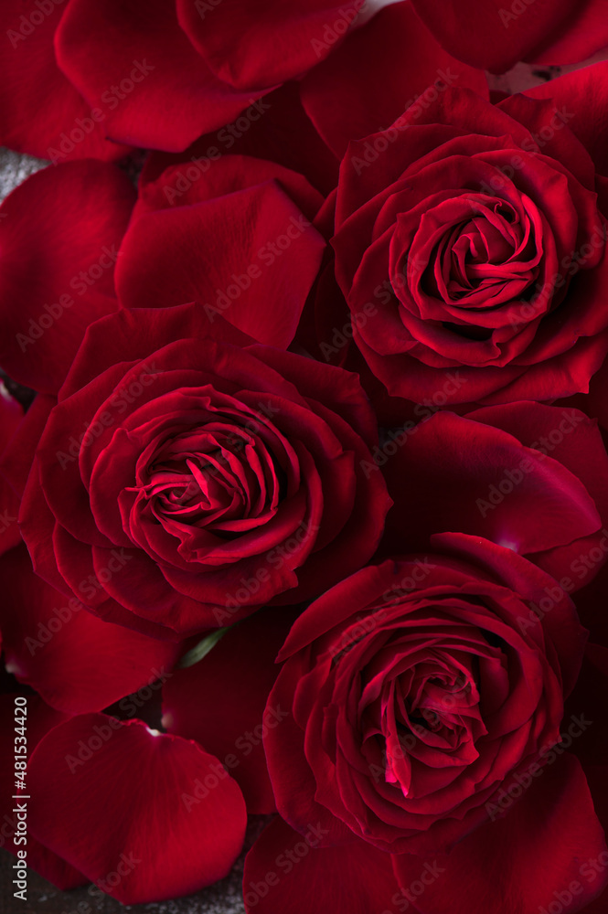 真紅の薔薇 真紅の薔薇
