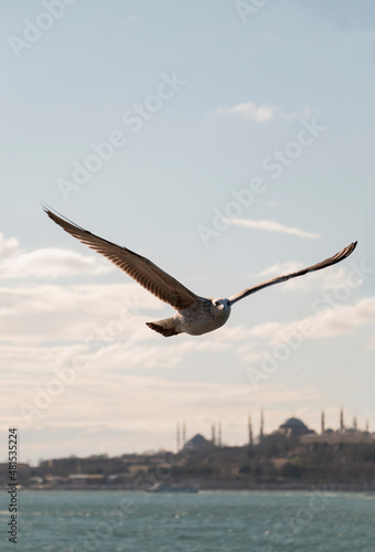 Beautiful white seagull  spreading its wings  flies over the surface of the sea. Flight of a bird over water. Istanbul background.