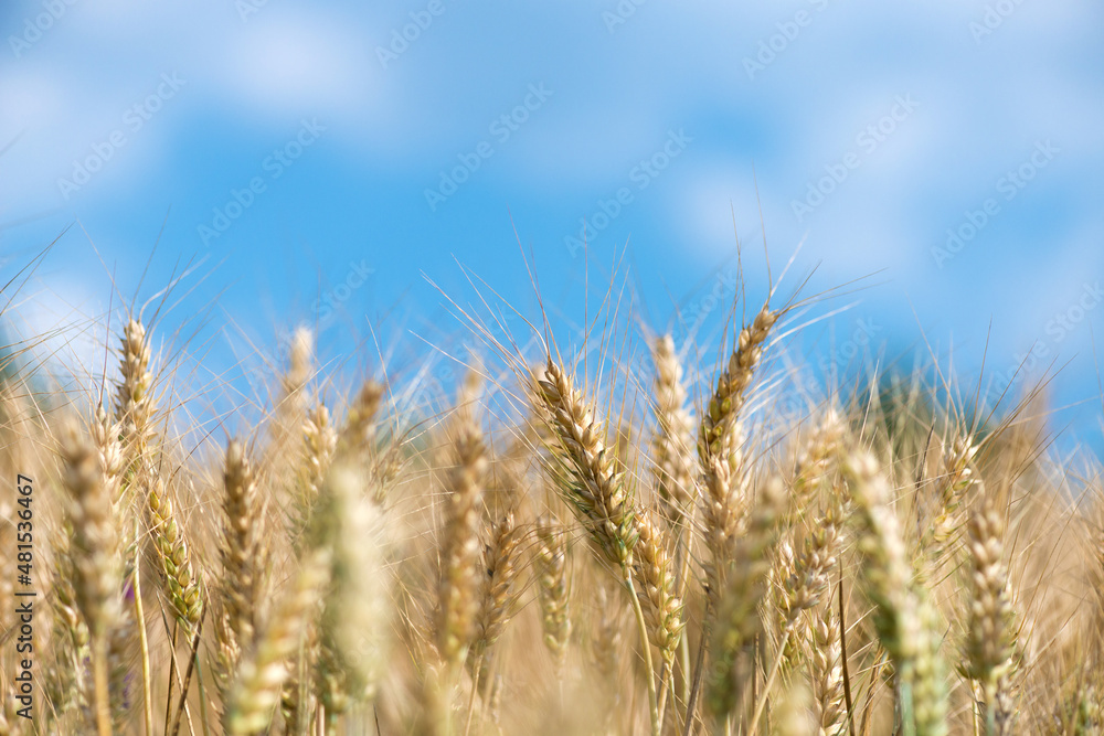 Wheat grain is used for wheat bread, beer some whiskeys some vodkas and animal fodder - selective focus Wheat grain is used for wheat bread, beer some whiskeys some vodkas and animal fodder - selective focus