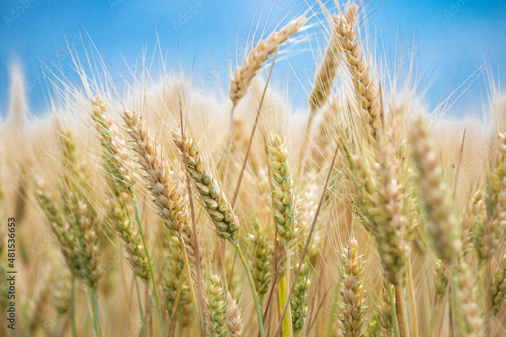Wheat grain is used for wheat bread, beer some whiskeys some vodkas and animal fodder - selective focus Wheat grain is used for wheat bread, beer some whiskeys some vodkas and animal fodder - selective focus