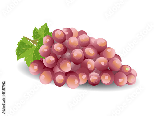 red grapes isolated on white. Vector illustration