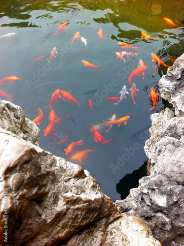 Golden fish in the pond